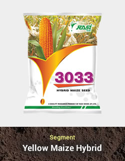 Hybrid Maize - 3033