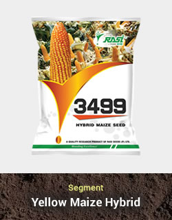 Hybrid Maize - 3499