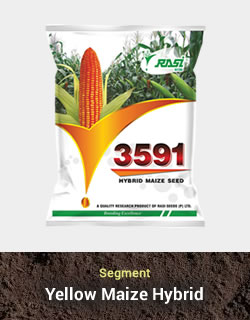 Hybrid Maize - 3591