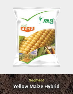 Hybrid Maize - 4212