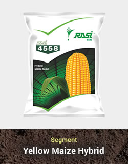 Hybrid Maize - 4558