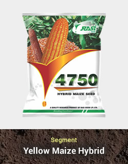 Hybrid Maize - 4750