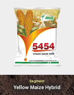 Hybrid Maize - 5454