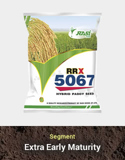 Hy. Paddy - RRX 5067