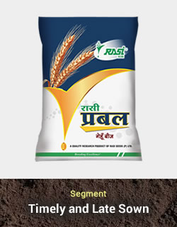 Improved Wheat – Prabal