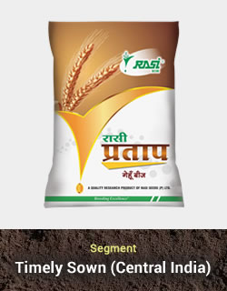 Improved Wheat – Pratap