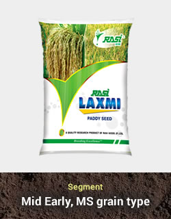 Improved Paddy – Laxmi