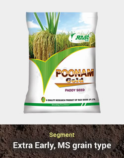 Improved Paddy – Poonam Gold