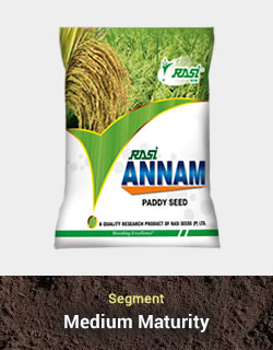 Improved Paddy – Annam