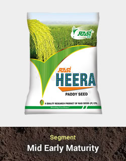 Improved Paddy – Heera