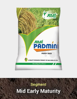 Improved Paddy – Padmini